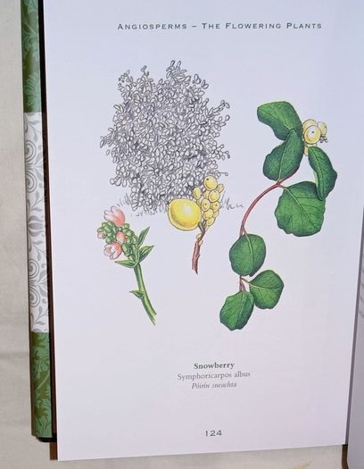 Ireland's Flora and Fauna Appletree Deluxe Editions Trees and Shrubs Wild Flowers Birds a beautiful collection of three books with lovely illustrations in excellent condition with no issues FREE STANDARD POSTAGE INCLUDED