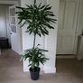 Dracaena Fragrans Golden Coast Image 4