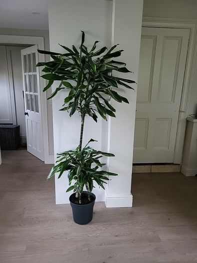 Dracaena Fragrans Golden Coast