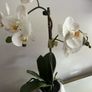 plant artificial orchids Image 2