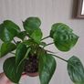 Homalomena emerald gem plant Image 2