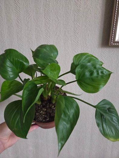 Homalomena emerald gem plant