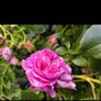 garden plants Image 5