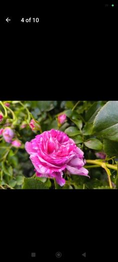 garden plants