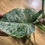 Philodendron Giganteum Blizzard Variegated Image 3