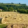 (now In Storage)world Class Hay Image 2