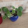 House plant Begonia Red Ruby Image 3