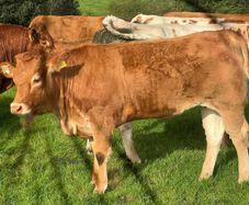 Drumline S 1185 heifers
