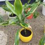 Yucca houseplant Image 4