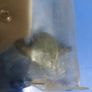 Ford Cortina sunvisor Image 4