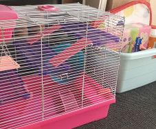 Free Hamster cage and Accessories