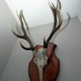 Antlers Image 4