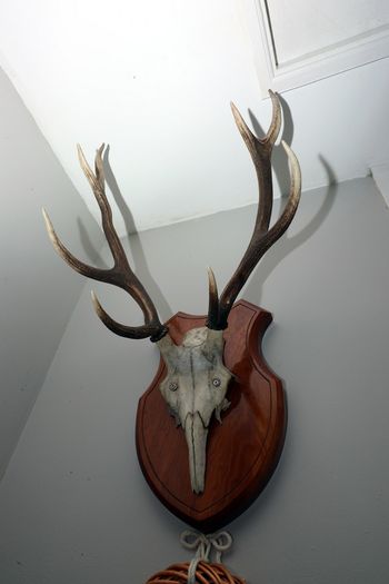Antlers