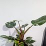 Philodendron White Princess Plant Image 4