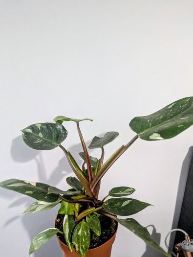 Philodendron White Princess Plant
