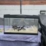50L Tank W/ Filter & Heater Image 7