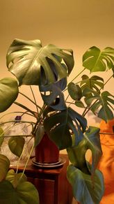 Monstera Deliciosa