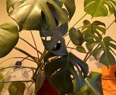 Monstera Deliciosa