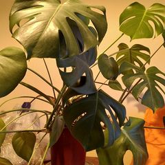 Monstera Deliciosa