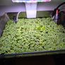 Duckweed,Frogbit floating plants Image 3