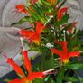 Aeschinantus. '' Lipstick plant''  ''Golden Fish'' house plant. Image 9