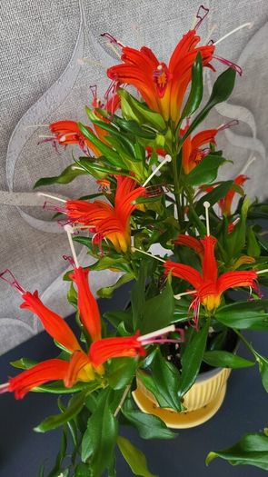 Aeschinantus. '' Lipstick plant''  ''Golden Fish'' house plant.