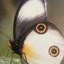 Rainforest by Thomas Marent - Stunning DK Photography Book Image 6