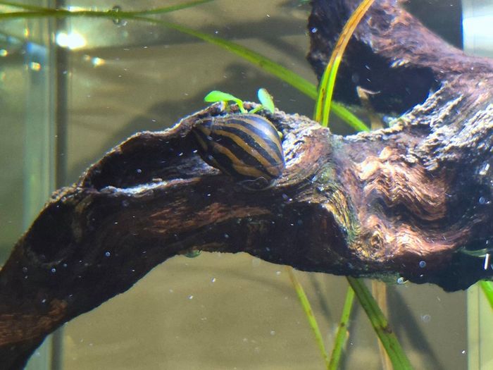 Zebra Nerite Snail for Fish Tank