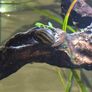 Zebra Nerite Snail for Fish Tank Image 6