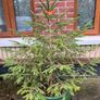 Fir tree Image 5