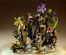 Postcard of Botanical Sculpture