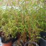 Clumping fargesia bamboo Image 3