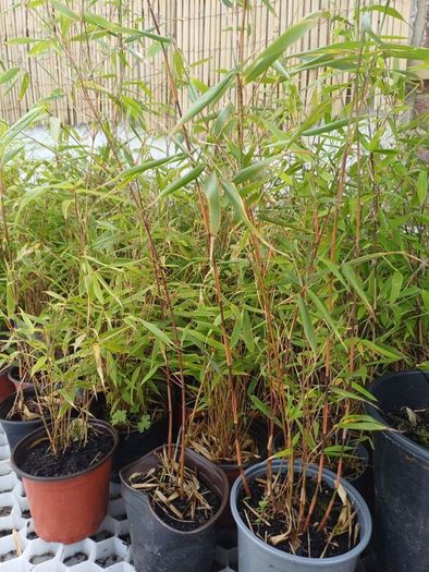 Clumping fargesia bamboo