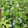 Creeping blue blossomShrub, EvergreenFamily: Rhamnaceae plant Image 2
