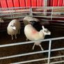 Texel Cross Ewe lambs ONLY 2 LEFT Image 3