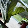 Large Fiddle Leaf Fig plant Image 3