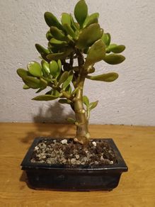 Bonsai Easy Care Indoor #3