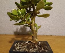 Bonsai Easy Care Indoor #3