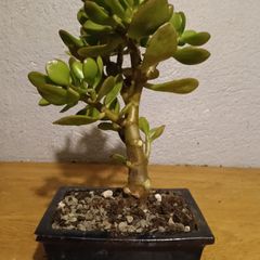 Bonsai Easy Care Indoor #3