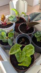 House plants in nursery pots