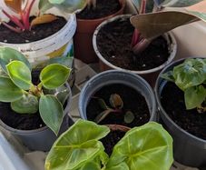 House plants in nursery pots
