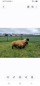 Suffolk lambs and hoggott rams