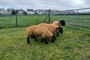Suffolk lambs and hoggott rams