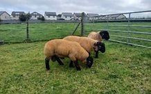 Suffolk lambs and hoggott rams