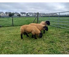 Suffolk lambs and hoggott rams