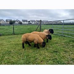 Suffolk lambs and hoggott rams