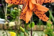 Double Tiger Lily ( Lilium lancifolium 'Flore Pleno' ) bulbs