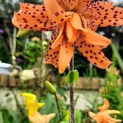 Double Tiger Lily ( Lilium lancifolium 'Flore Pleno' ) bulbs