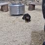 Firepit Image 9