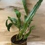 Cactus plant Image 8